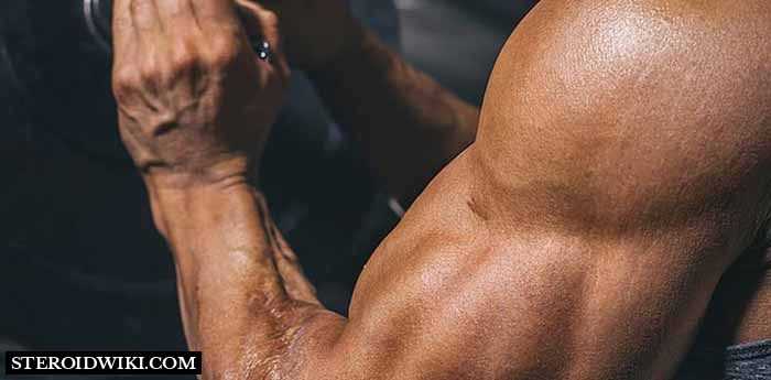 Bodybuilder's Muscles