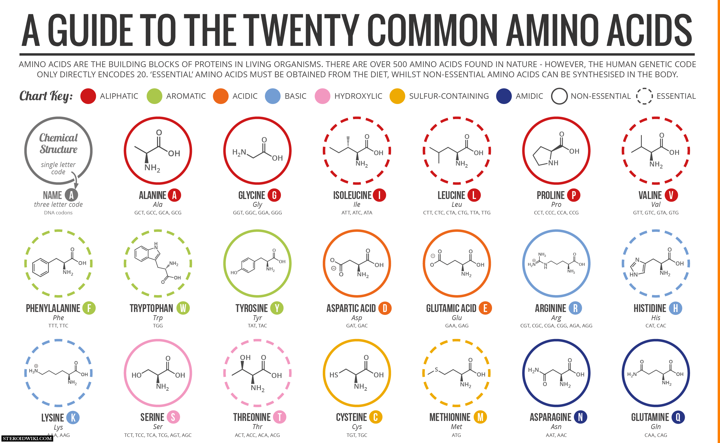 Amino Acids Cheat Sheet