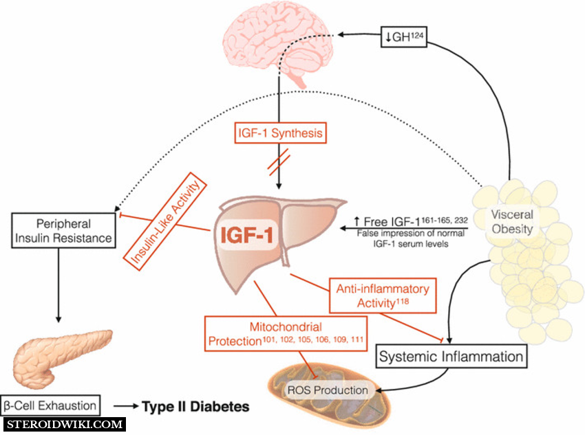 Side-effects of IGF-1