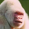 HonkyKong Avatar