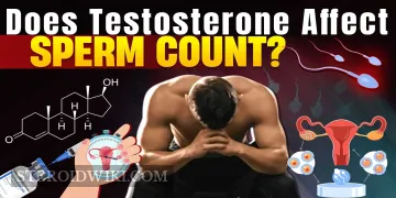 Does Testosterone Affect Sperm Count?