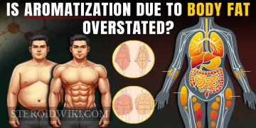 Is Aromatization Due to Body Fat Overstated?
