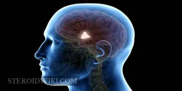 The four major hormones that do wonders for the body!
