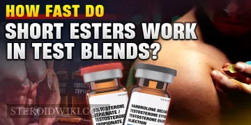 How Fast Do Short Esters Work in Test Blends?