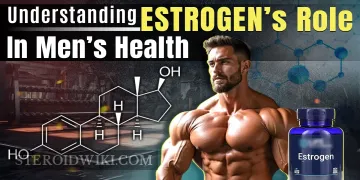 Understanding Estrogen&rsquo;s Role in Men&rsquo;s Health