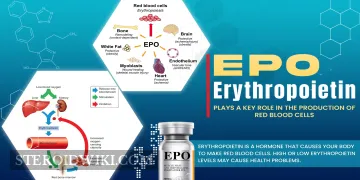 Erythropoietin (EPO): Understanding Its Role, Mechanism, and Medical Applications