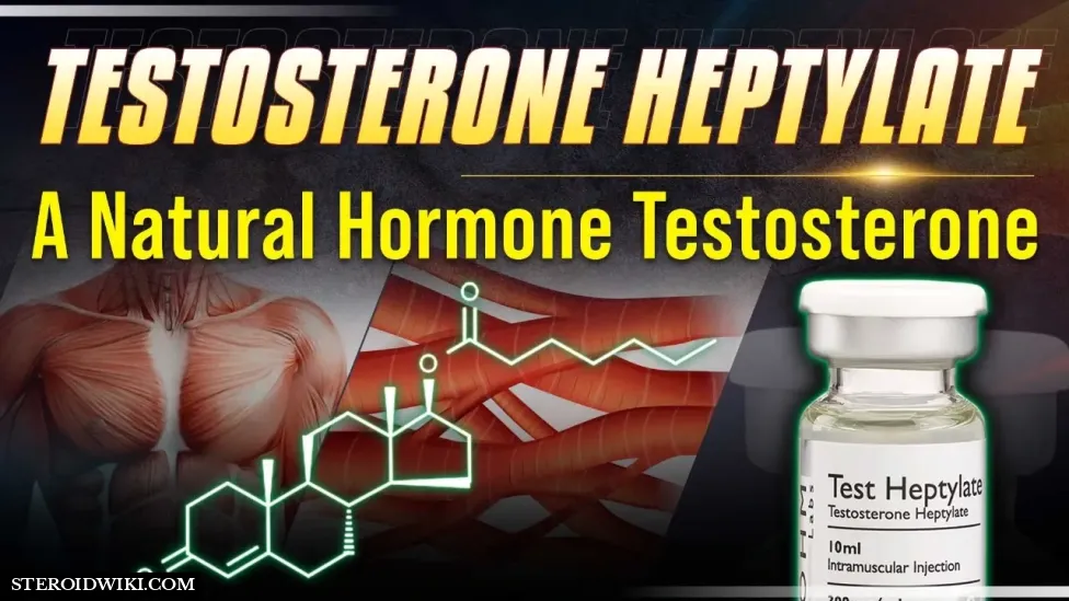 Testosterone Heptylate Profile