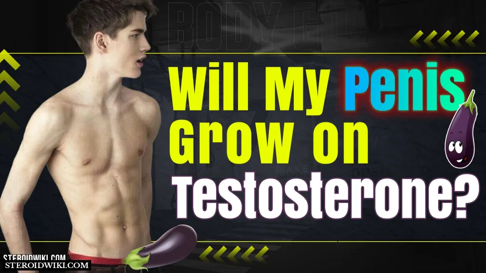 Will my penis grow on testosterone?