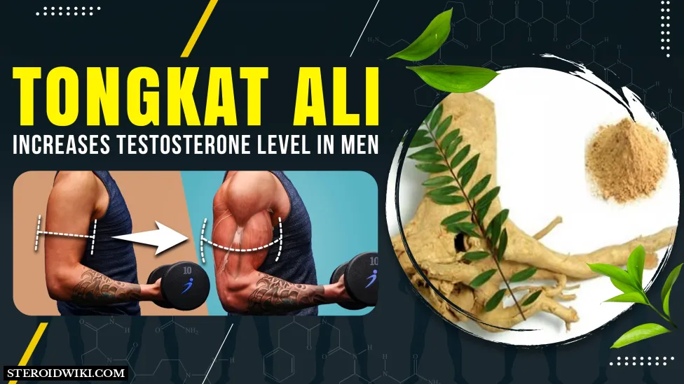 Tongkat Ali (Eurycoma longifolia): Everything You Need to Know