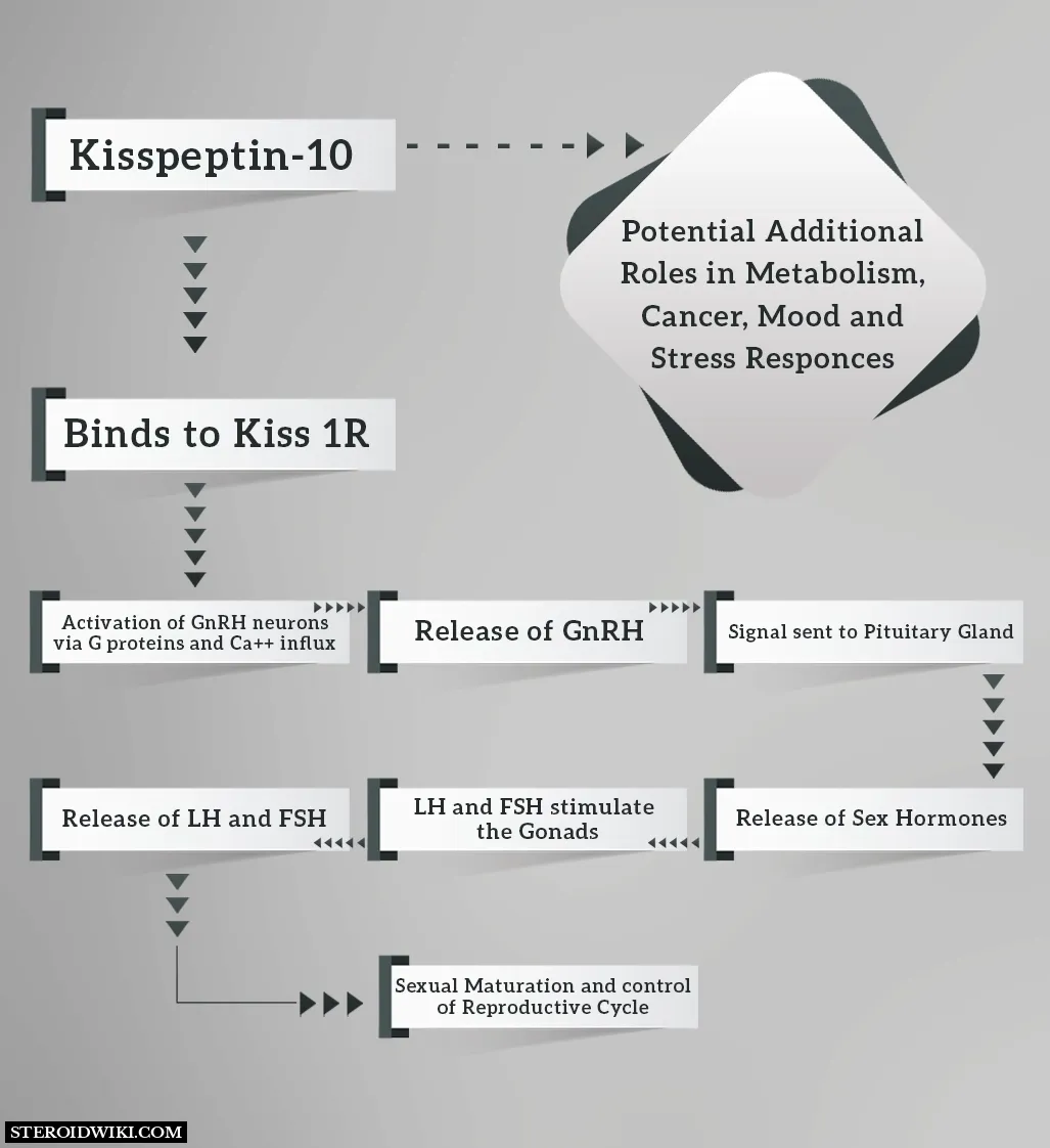 Diagram of Kisspeptin-10