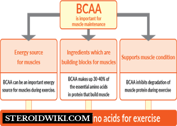 What are BCAAs?